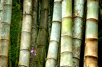 "Jardin Bolata", Martinique, bamboo, "botanical gardens"
