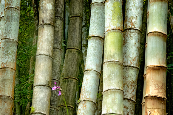 "Jardin Bolata", Martinique, bamboo, "botanical gardens"