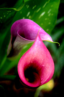 "Calla Lily", blossom, flower, "Zantedeschia aethiopica"