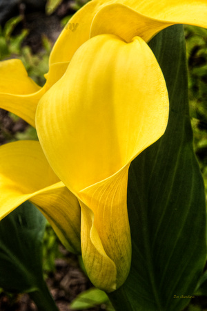 "calla lily", flower, yellow, "Zantedeschia aethiopica"