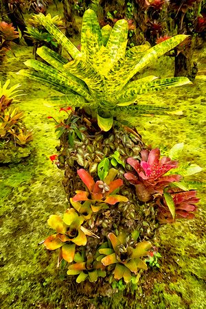 Balata, Jardin, Martinique, bromeliaceae, bromeliads, "botanical garden", Jardin de Balata"