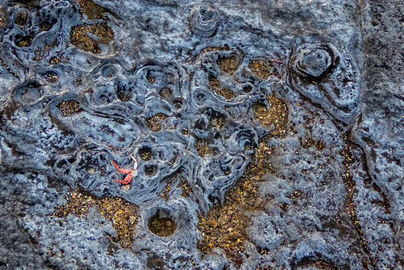 Ecuador, Galapagos, "crab legs", gravel, lava, texture, "Sally Lightfoot Crab"