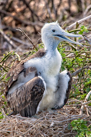 "Fernandina Island", "Frigate Bird", Galapagos, chick, "magnificent frigate"