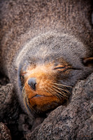 Ecuador, Galapagos, Island, "Santa Cruz", "fur seal"