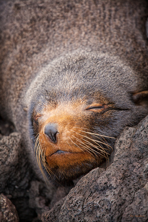 Ecuador, Galapagos, Island, "Santa Cruz", "fur seal"