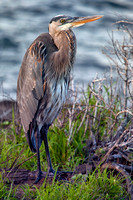 Galapagos, "Santa Cruz Island", heron