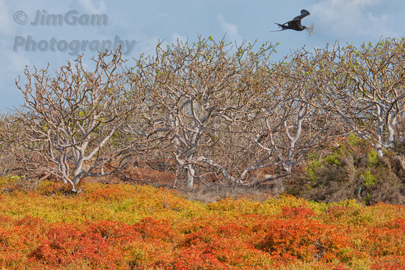 "Fernandina Island", Frigate, Galapagos, bird, color, foliage, landscape, "nesting material", "Magnificent Frigate"