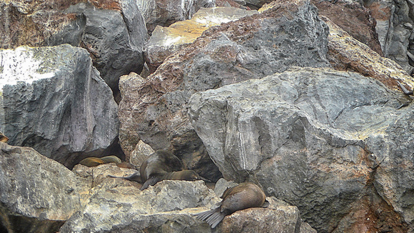 Galapagos, "Isabela Island", rocks, "sea lions"