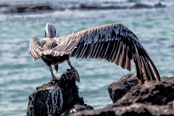 Galapagos, "Leon Dormido", "San Cristobal", "cera Brujo", pelican
