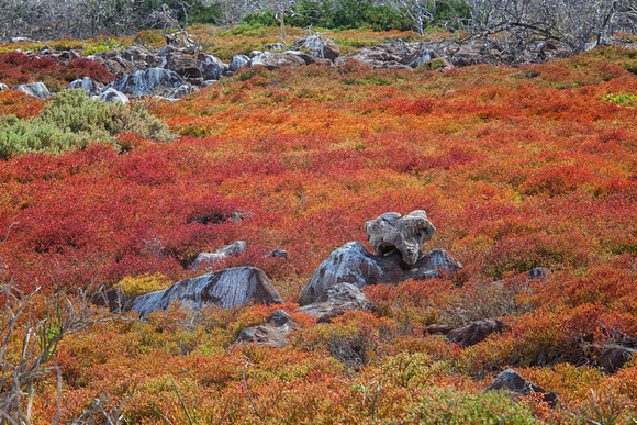 Carpetweed, Ecuador, "Fernandina Island", Galapagos, color, foliage, landscape