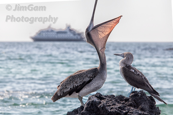 Galapagos, "Leon Dormido", "San Cristobal", "blue footed booby:, "cera Brujo", pelican