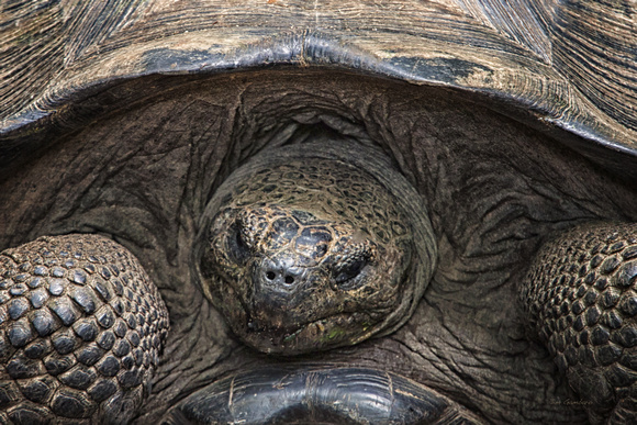 Ecuador, Galapagos, "Santiago Island", "giant tortoise"