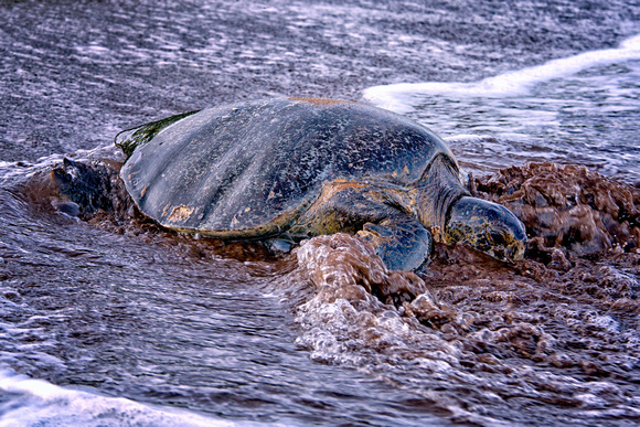 Galapagos, "Santa Cruz Island", "sea turtle"