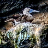 Booby, Galapagos, ledge, "blue footed booby"