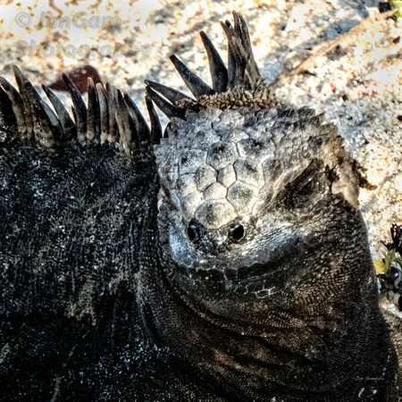 Galapagos, "Santa Cruz Island", "marine iguana"