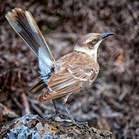 Darwin, Galapagos, "Puerto Ayora", mockingbird, blue