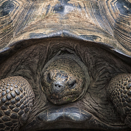 Ecuador, Galapagos, "Santiago Island", "giant tortoise"