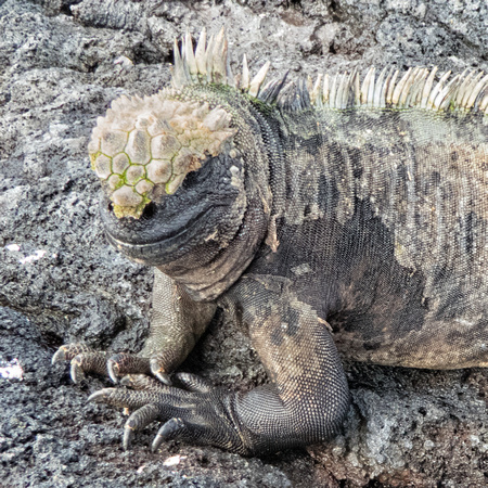 Fernandina, Galapagos, "Punta Espinosa", "marine iguanas", "ropy lava"