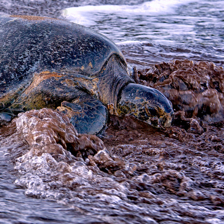 Ecuador, Galapagos, "Santa Cruz Island", "sea turtle"