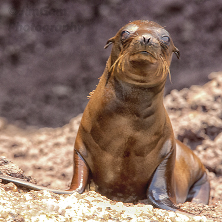 Galapagos, "Santa Cruz", island, "sea lion", pup