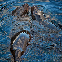 Galapagos, "Santa Cruz Island", abstraction, playful, "sea lions", "tidal pool"