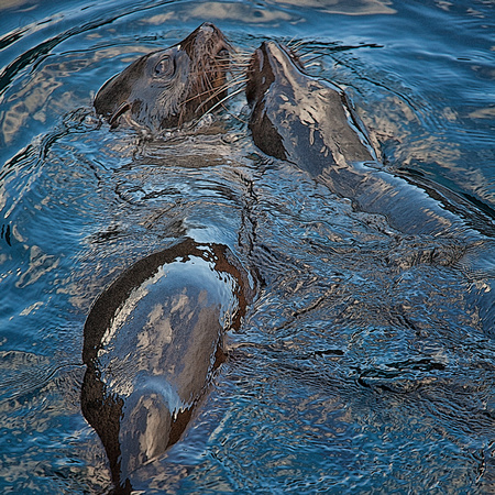 Galapagos, "Santa Cruz Island", abstraction, playful, "sea lions", "tidal pool"