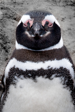Magellanic Penguin Head On Straight