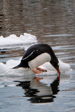 Sipping Gentoo
