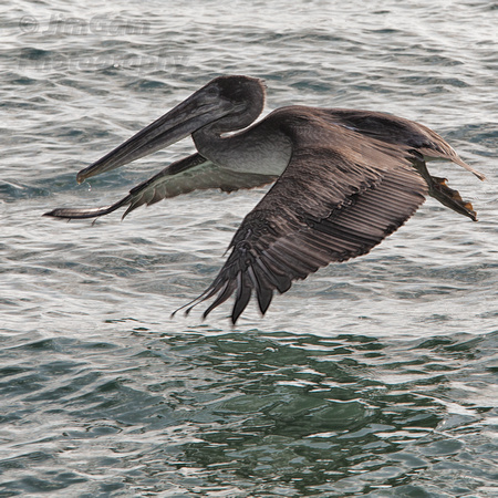 Fishing Pelican