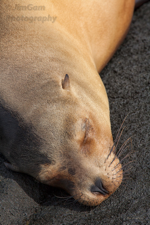 Fur Seal Snoozing