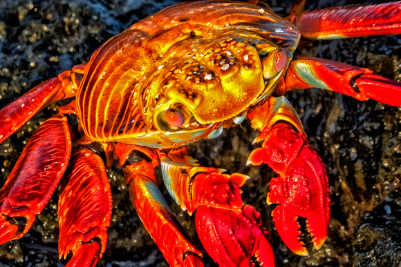 Galapagos Crab Sallies Forth