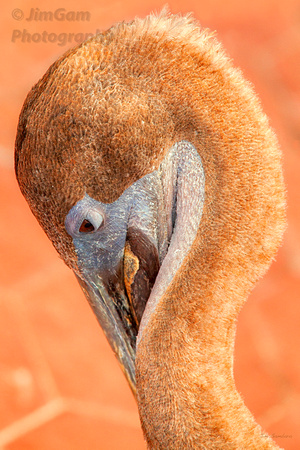 Pelican Curleycute