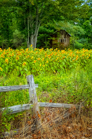 Sunflowers, Fence and Barn