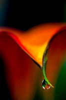 Calla, abstract, "calla lily", flower, lily, orange, "water drop", "Zantedeschia aethiopica"