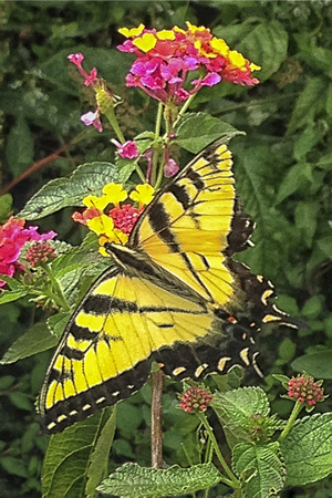 "tiger swallowtail", butterfly, lantana, swallowtail, yellow