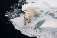 Arctic Svalbard Critters