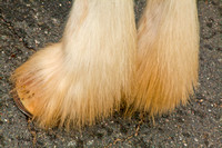 Clydesdales, fetlocks, hooves, horse, "Anheuser Busch"