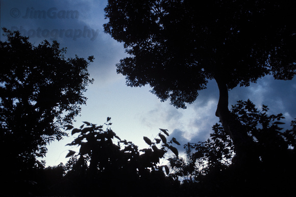 Jamaica, silhouette, trees