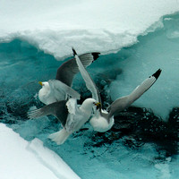 "Hinlopen Strait", kittiwake, Svalbard, "sea ice"