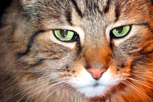 cat, closeup, feline, tabby