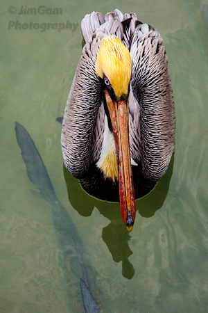 "Florida Keys", fish, pelican
