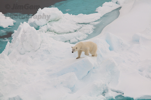 "Hinlopen Strait", Svalbard, "polar bear", "sea ice", Arctic