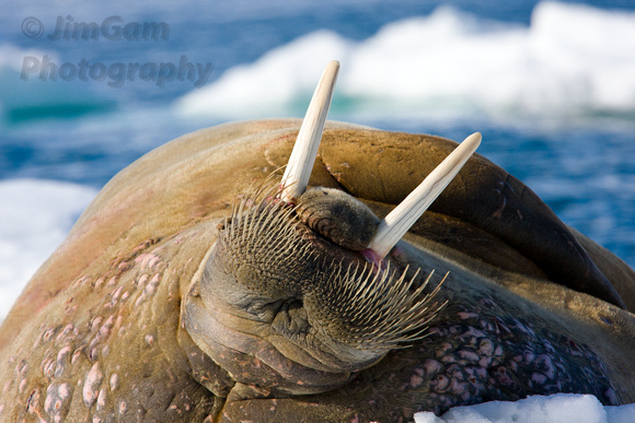 Svalbard, "sea ice", seascape, walrus, ice, Arctic