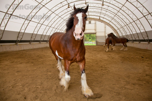 Belchertown, Clydesdales, "Greene Acres", horses, "Anheuser Busch"