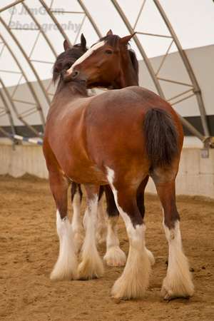 Belchertown, Clydesdales, "Greene Acres", horses, "Anheuser Busch"