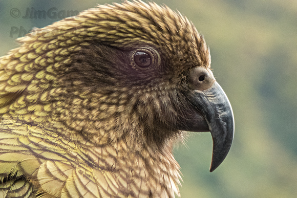 Kea, "Milford Sound Road", "New Zealand", "Te Anau", parrot, "alpine parrot"