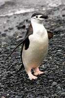 Antarctica, chinstrap, penguin