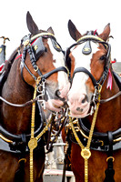 Clydesdales