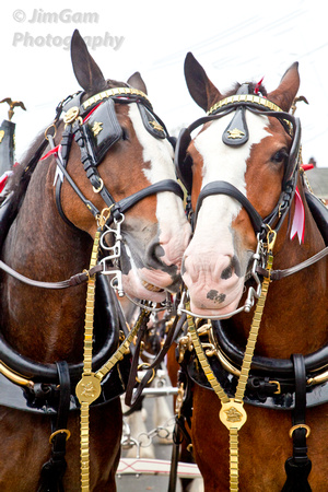 Clydesdales, horses, nuzzle, "parade rig", "Anheuser Busch"