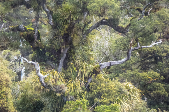 "New Zealand", "Lake Moeraki", foliage, rainforest